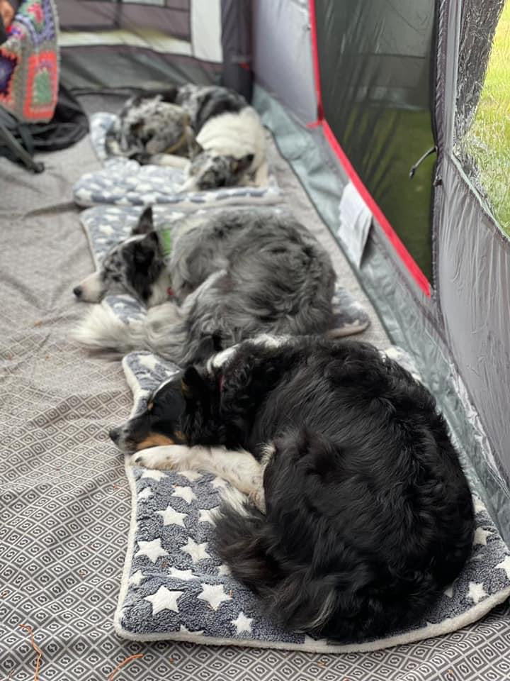 Soft & Padded Dog / Pet Blanket